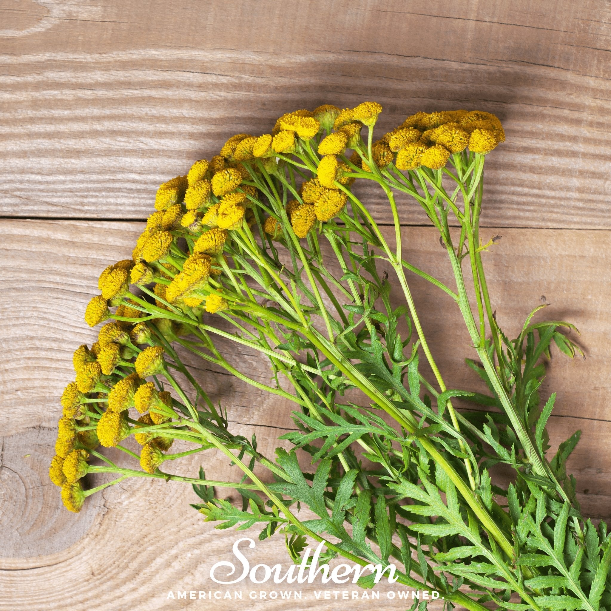 Tansy (Tanacetum vulgare) - 100 Seeds seed packet from Seed Therapy – American - grown, heirloom seeds