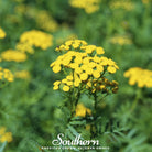 Tansy (Tanacetum vulgare) - 100 Seeds seed packet from Seed Therapy – American - grown, heirloom seeds