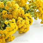 Tansy (Tanacetum vulgare) - 100 Seeds seed packet from Seed Therapy – American - grown, heirloom seeds