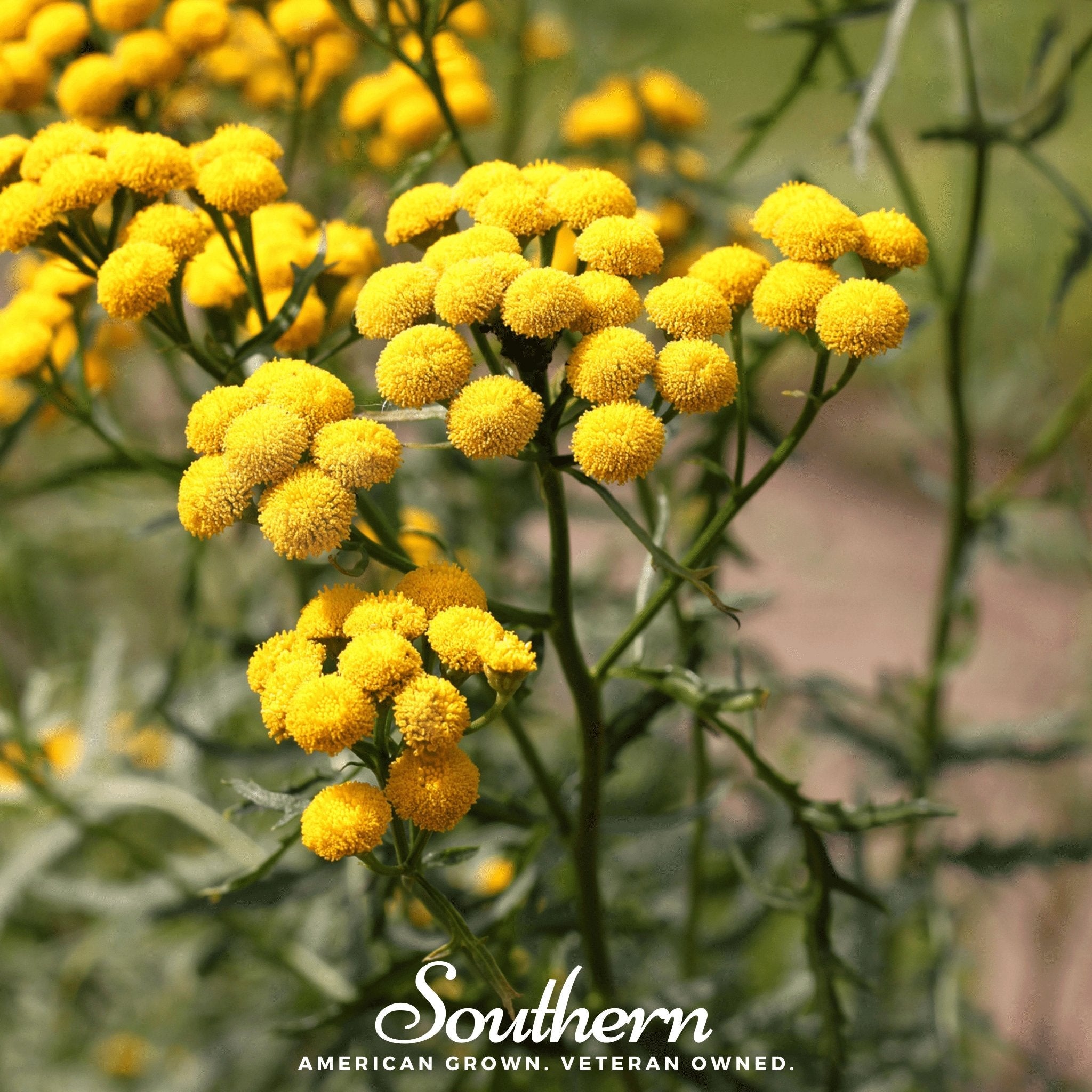 Tansy (Tanacetum vulgare) - 100 Seeds seed packet from Seed Therapy – American - grown, heirloom seeds