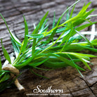 Tarragon (Artemisia dracunculoides) - 300 Seeds seed packet from Seed Therapy – American - grown, heirloom seeds