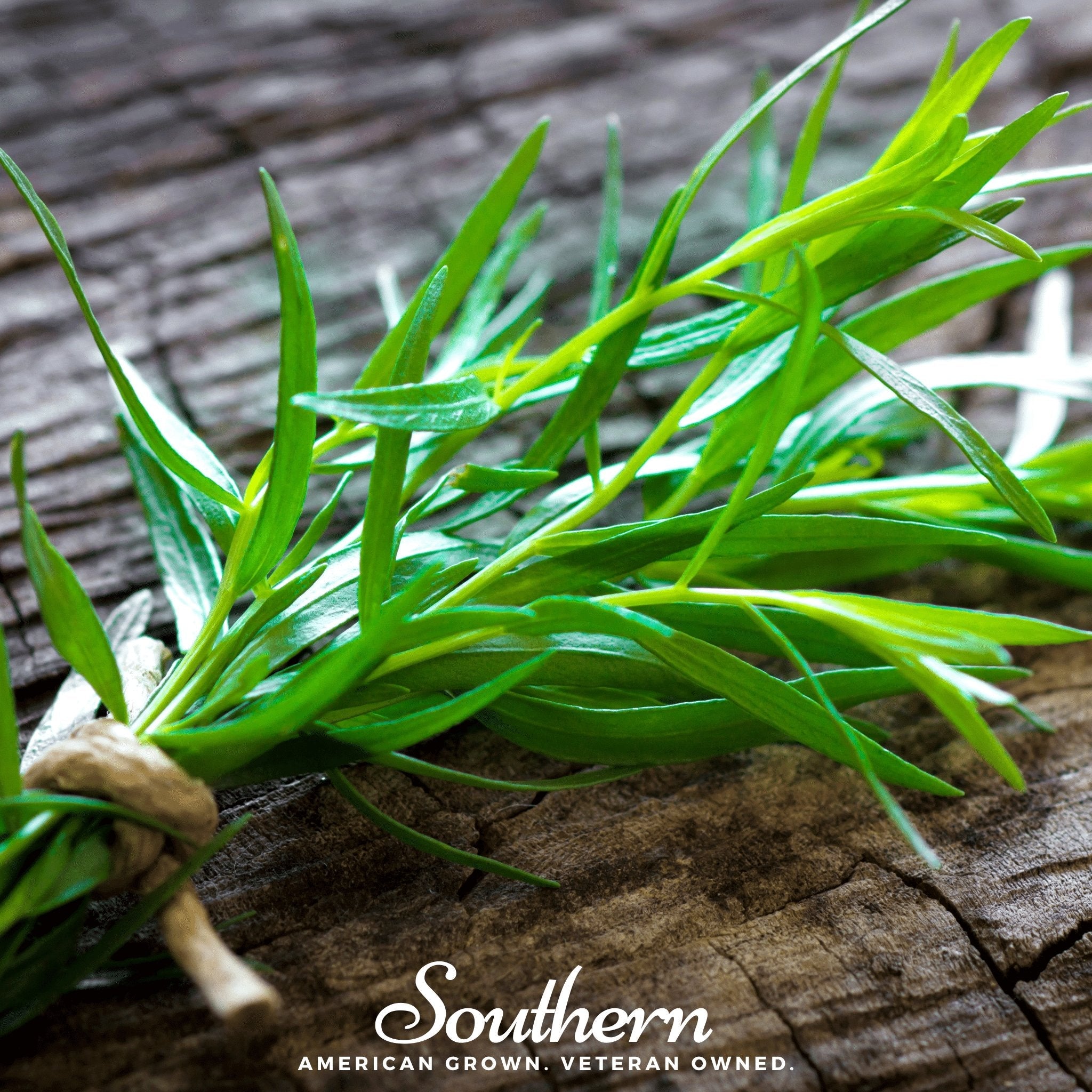 Tarragon (Artemisia dracunculoides) - 300 Seeds seed packet from Seed Therapy – American - grown, heirloom seeds