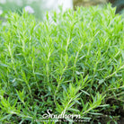 Tarragon (Artemisia dracunculoides) - 300 Seeds seed packet from Seed Therapy – American - grown, heirloom seeds