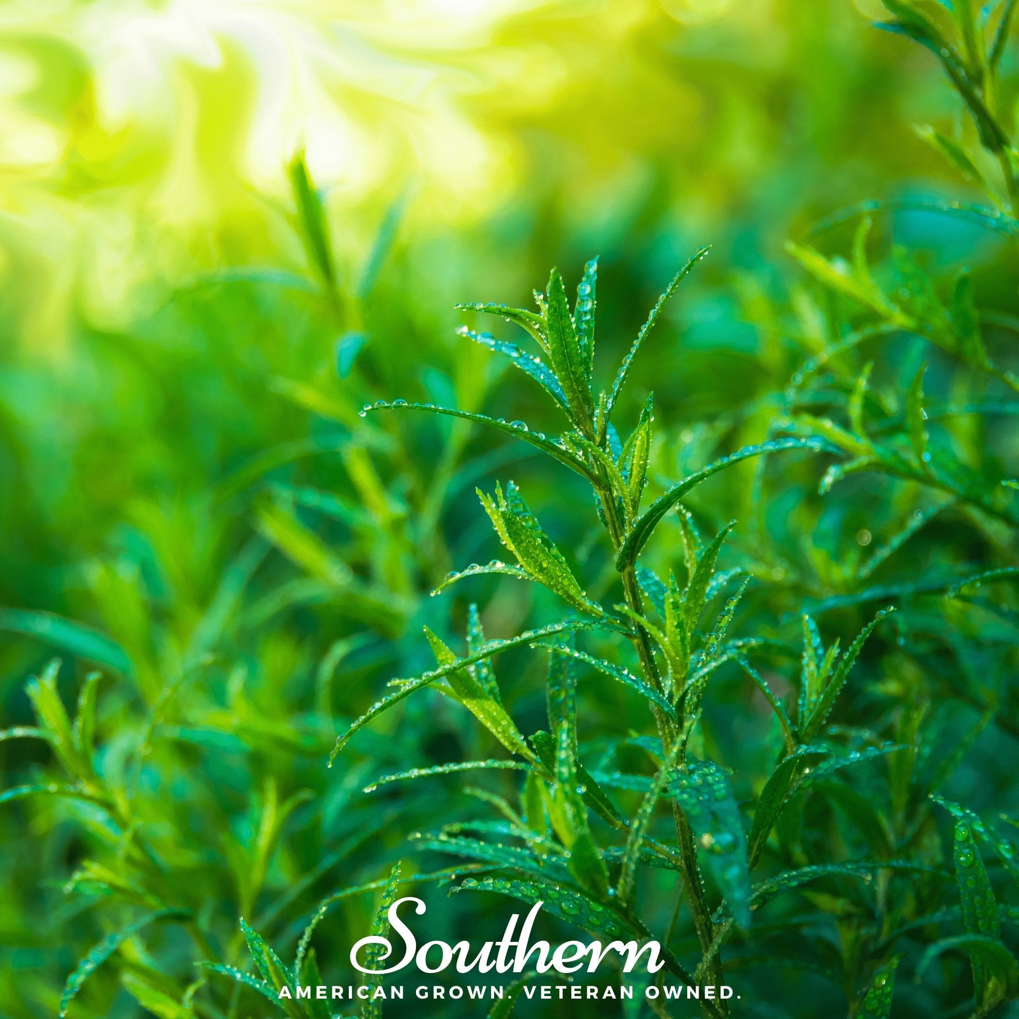 Tarragon (Artemisia dracunculoides) - 300 Seeds seed packet from Seed Therapy – American - grown, heirloom seeds