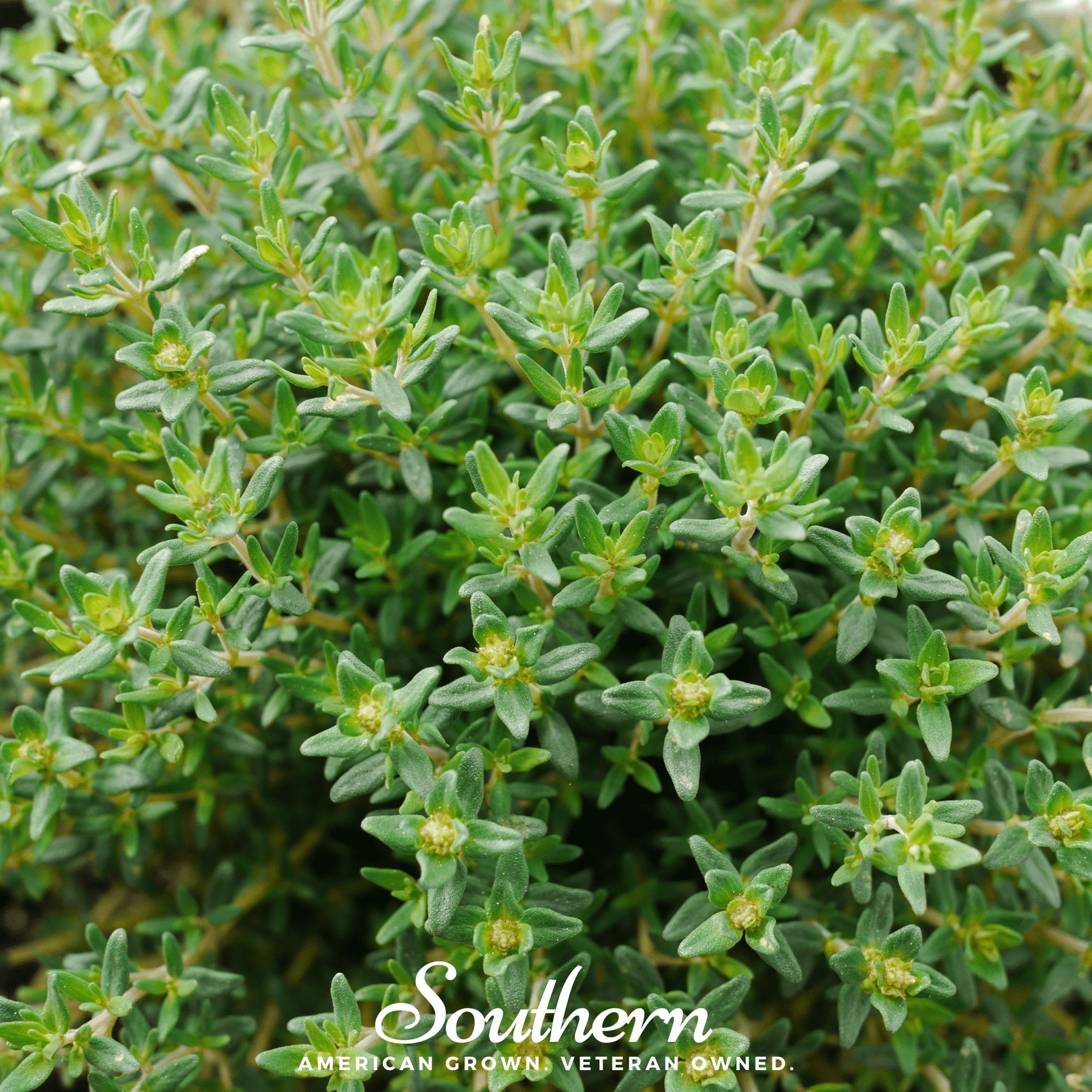 Thyme, Common (Thymus vulgaris) - 250 Seeds seed packet from Seed Therapy – American - grown, heirloom seeds