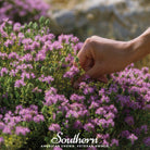Thyme, Wild (Thymus pulegiodes) - 100 Seeds seed packet from Seed Therapy – American - grown, heirloom seeds