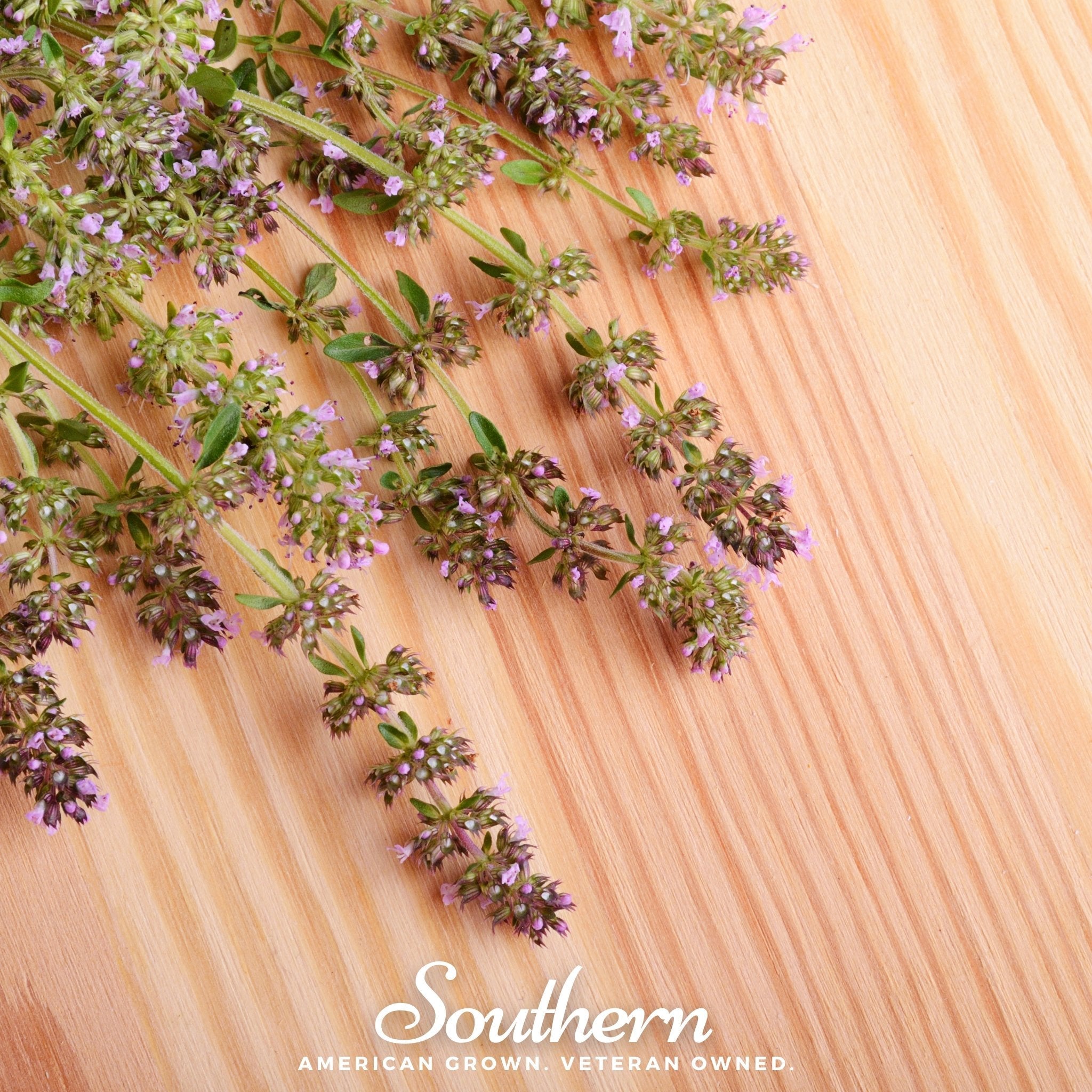 Thyme, Wild (Thymus pulegiodes) - 100 Seeds seed packet from Seed Therapy – American - grown, heirloom seeds