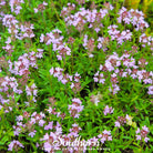 Thyme, Wild (Thymus pulegiodes) - 100 Seeds seed packet from Seed Therapy – American - grown, heirloom seeds