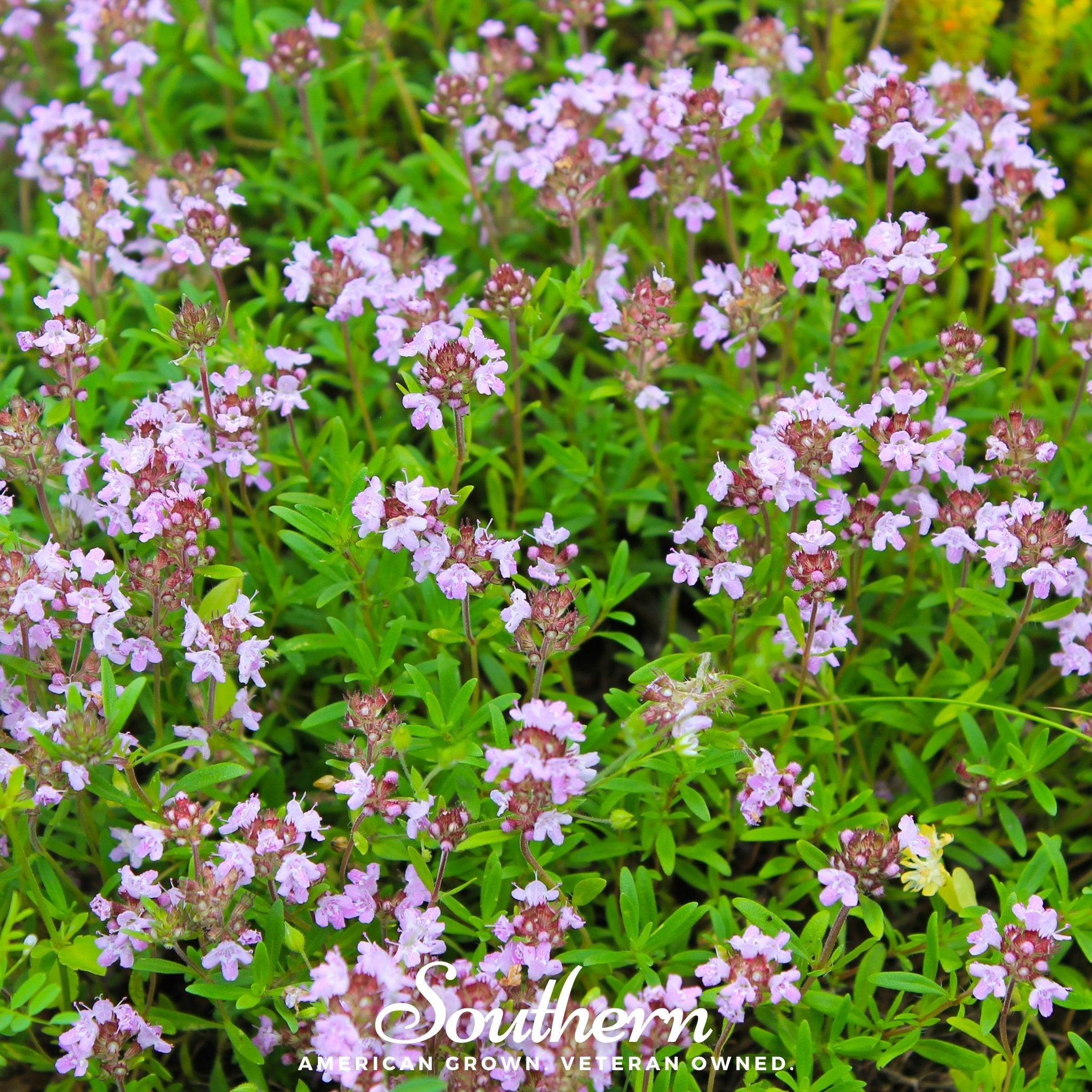 Thyme, Wild (Thymus pulegiodes) - 100 Seeds seed packet from Seed Therapy – American - grown, heirloom seeds