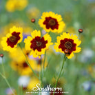 Tickseed, Golden Wave (Coreopsis basalis) - 100 Seeds seed packet from Seed Therapy – American - grown, heirloom seeds