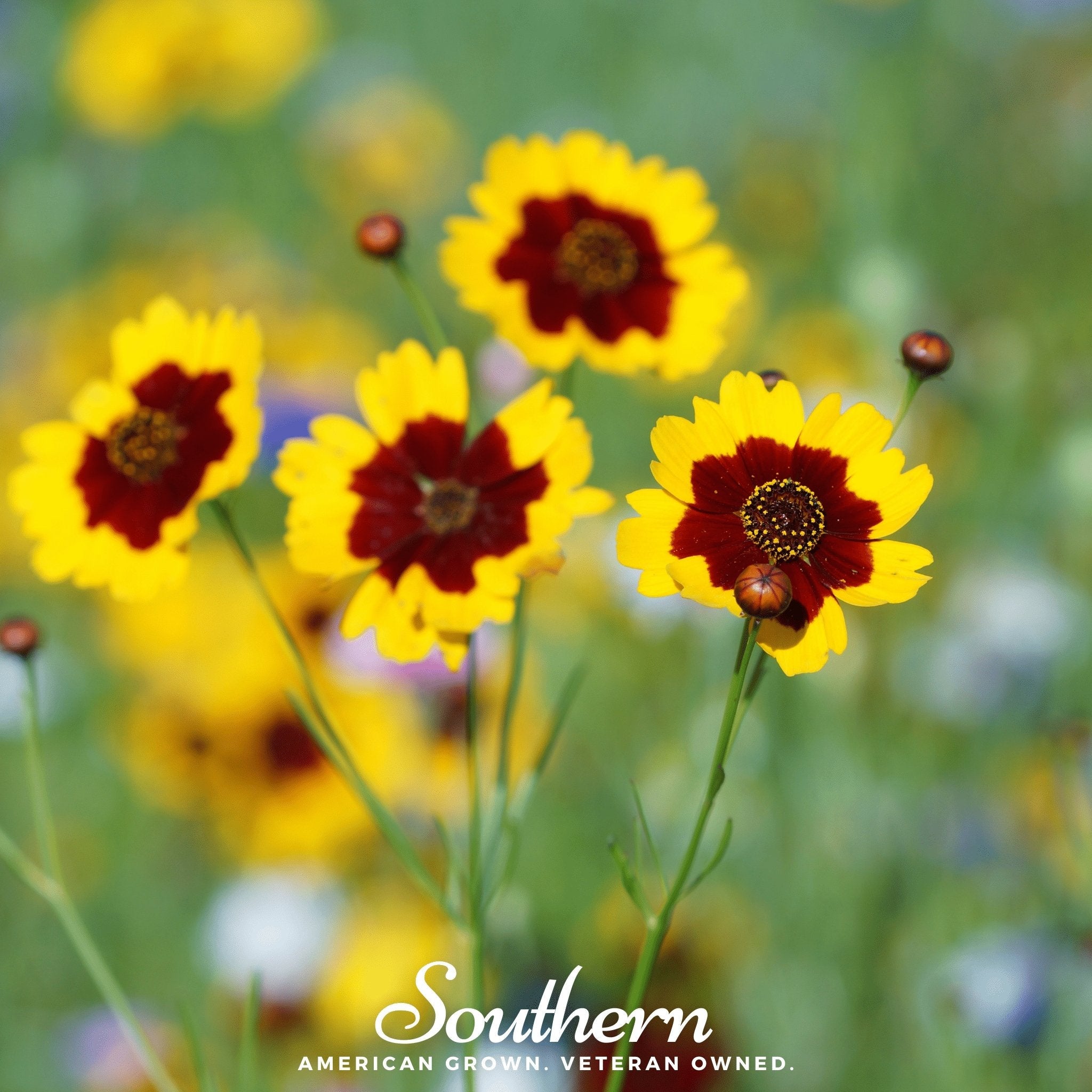 Tickseed, Golden Wave (Coreopsis basalis) - 100 Seeds seed packet from Seed Therapy – American - grown, heirloom seeds