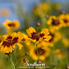 Tickseed, Golden Wave (Coreopsis basalis) - 100 Seeds seed packet from Seed Therapy – American - grown, heirloom seeds