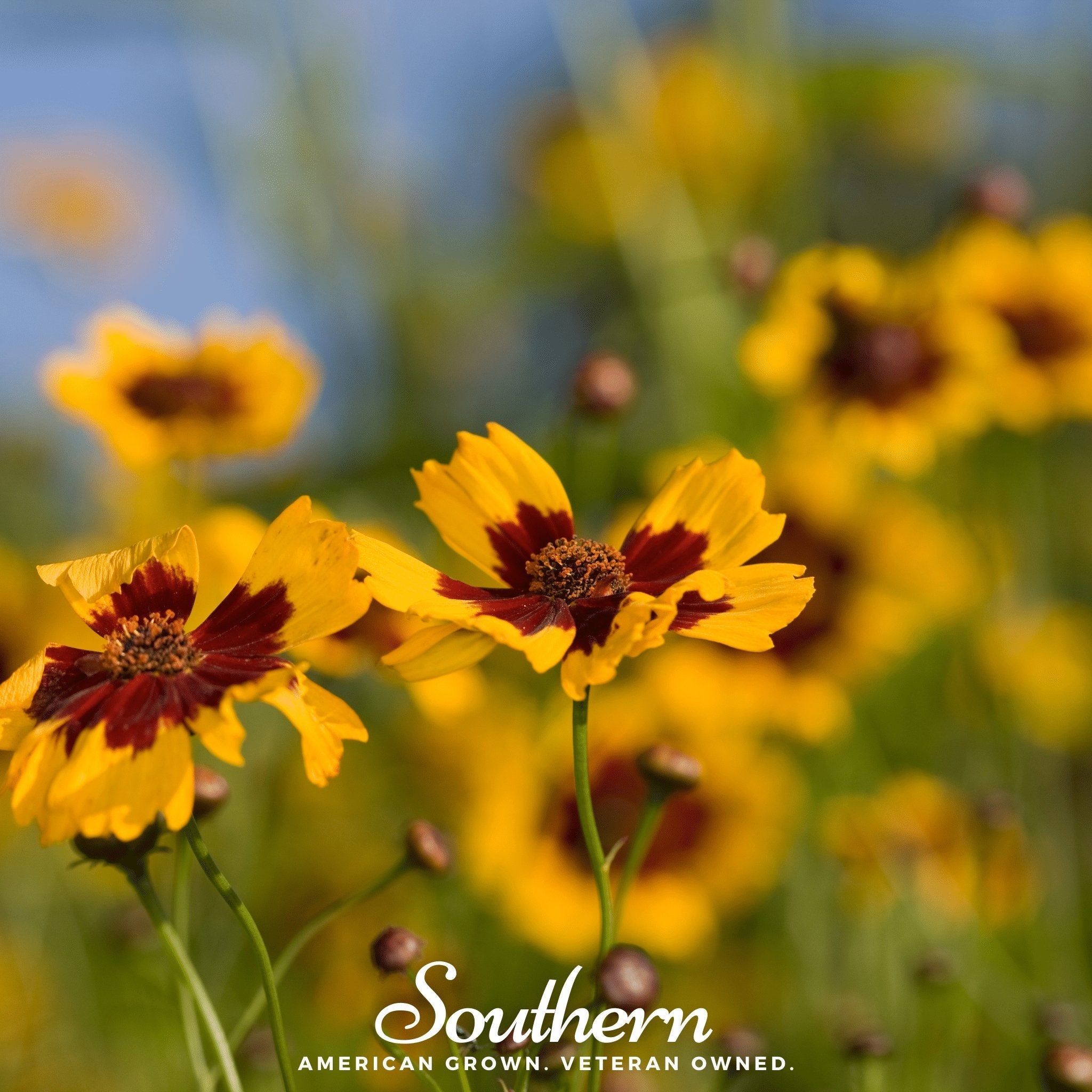 Tickseed, Golden Wave (Coreopsis basalis) - 100 Seeds seed packet from Seed Therapy – American - grown, heirloom seeds