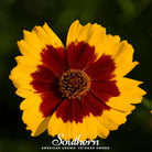 Tickseed, Golden Wave (Coreopsis basalis) - 100 Seeds seed packet from Seed Therapy – American - grown, heirloom seeds