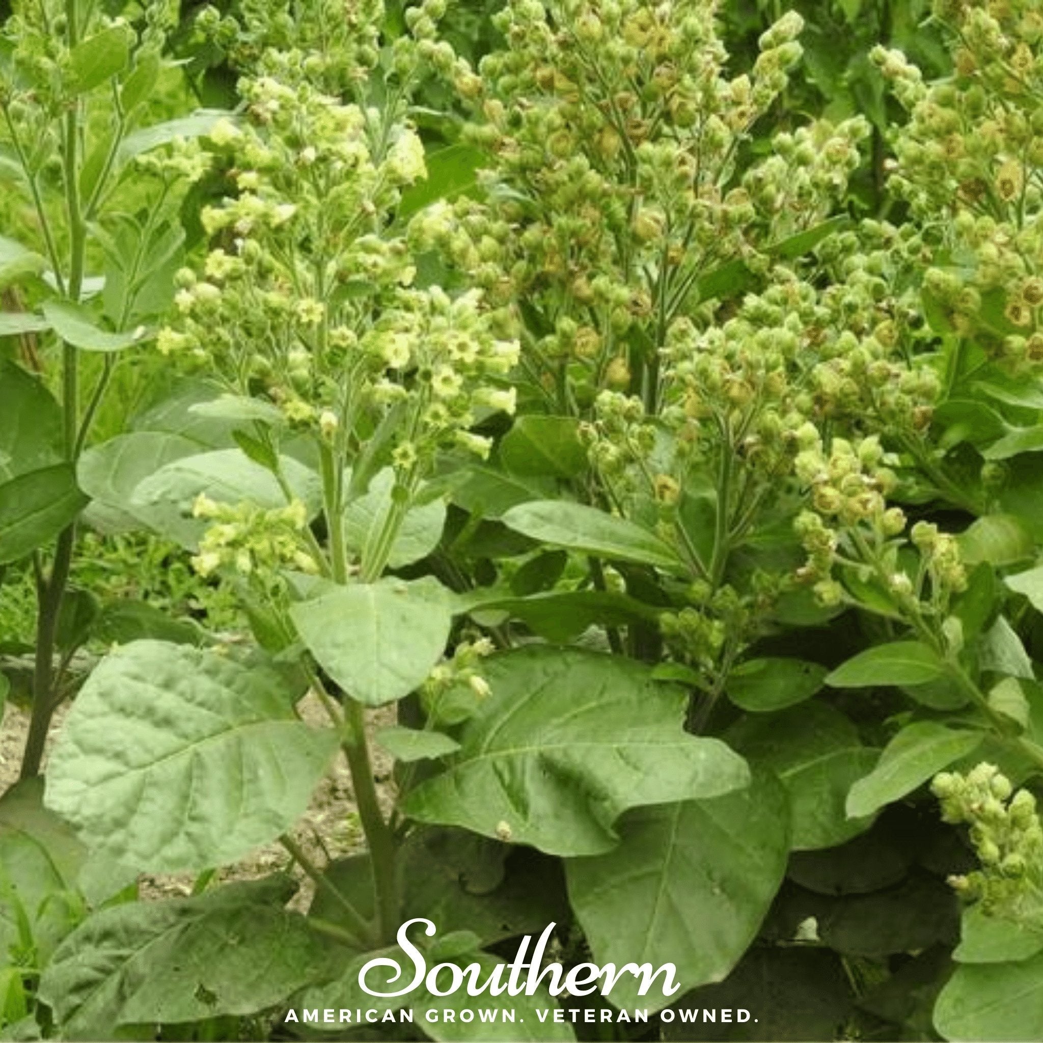 Tobacco, Hopi (Nicotiana rustica) - 100 Seeds seed packet from Seed Therapy – American - grown, heirloom seeds