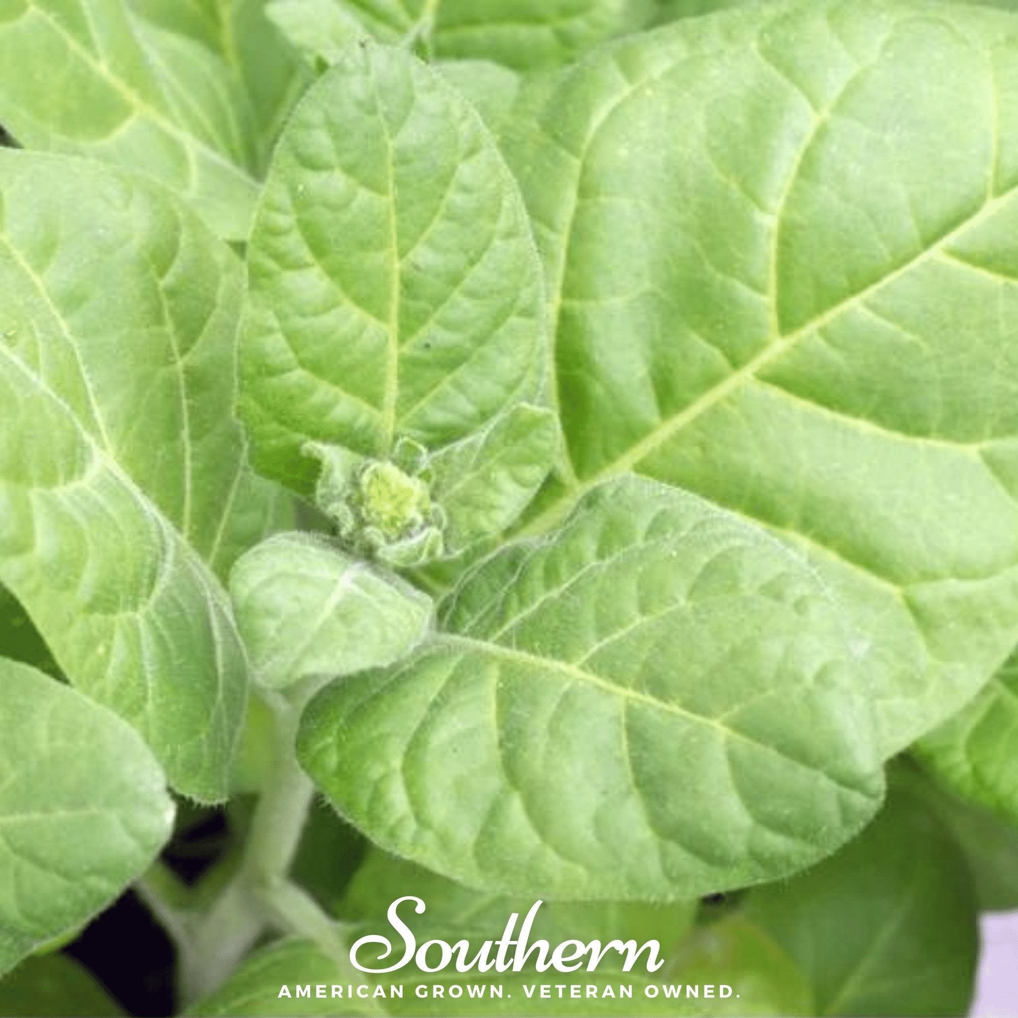 Tobacco, Hopi (Nicotiana rustica) - 100 Seeds seed packet from Seed Therapy – American - grown, heirloom seeds