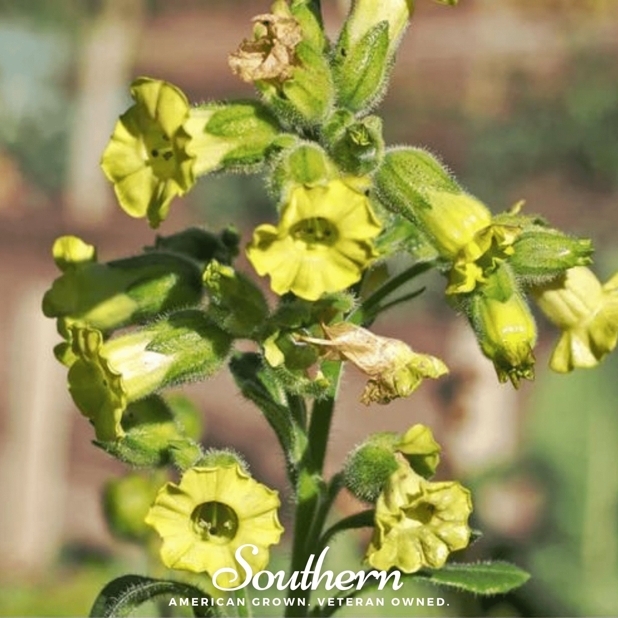 Tobacco, Hopi (Nicotiana rustica) - 100 Seeds seed packet from Seed Therapy – American - grown, heirloom seeds
