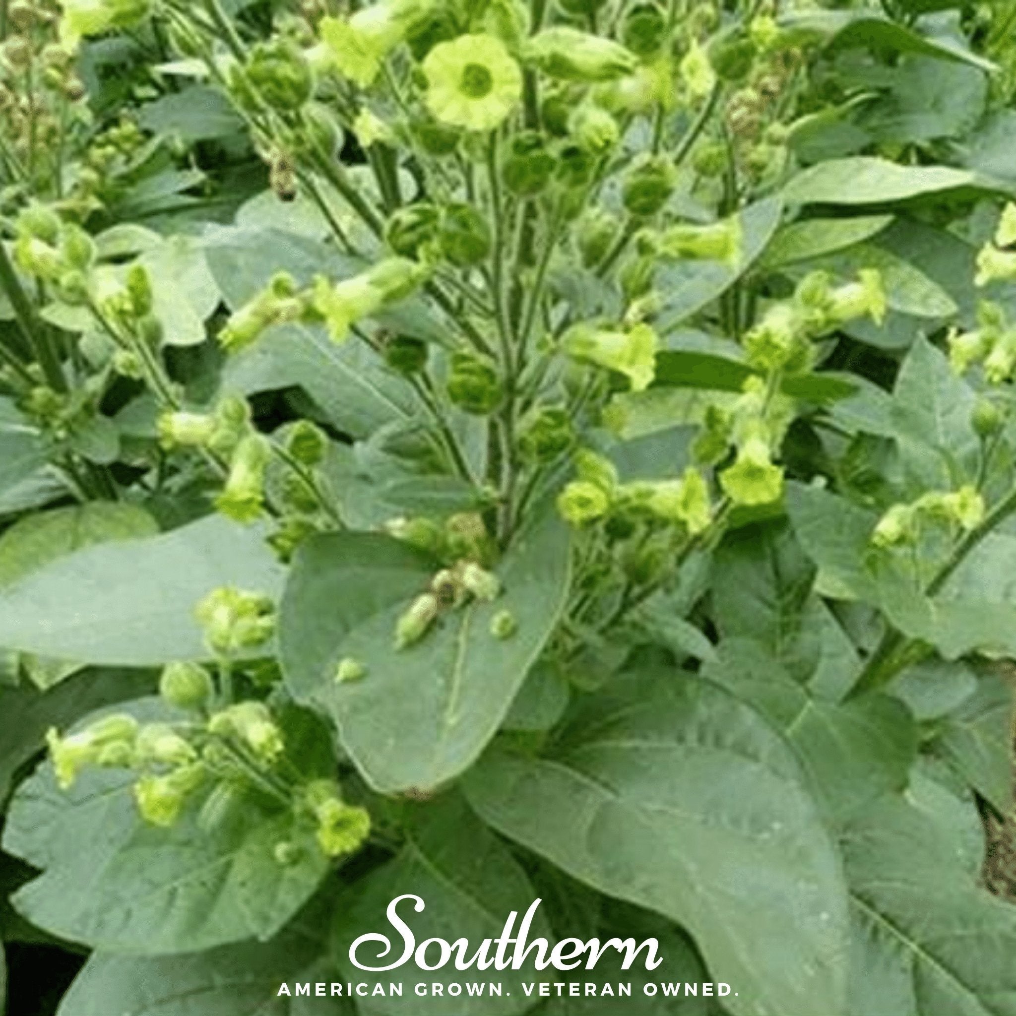 Tobacco, Hopi (Nicotiana rustica) - 100 Seeds seed packet from Seed Therapy – American - grown, heirloom seeds
