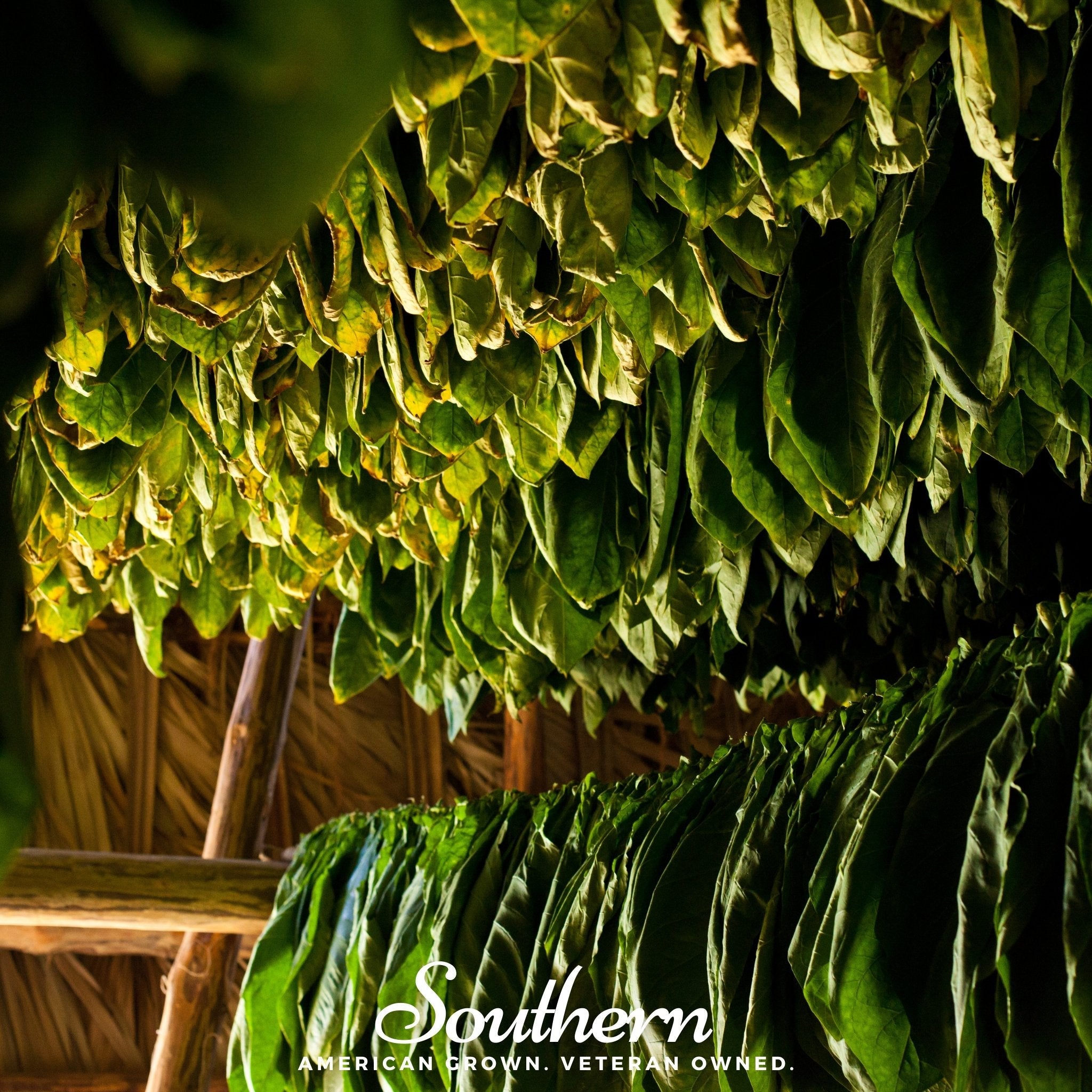 Tobacco, Virginia Gold (Nicotiana tabacum) - 500 Seeds seed packet from Seed Therapy – American - grown, heirloom seeds