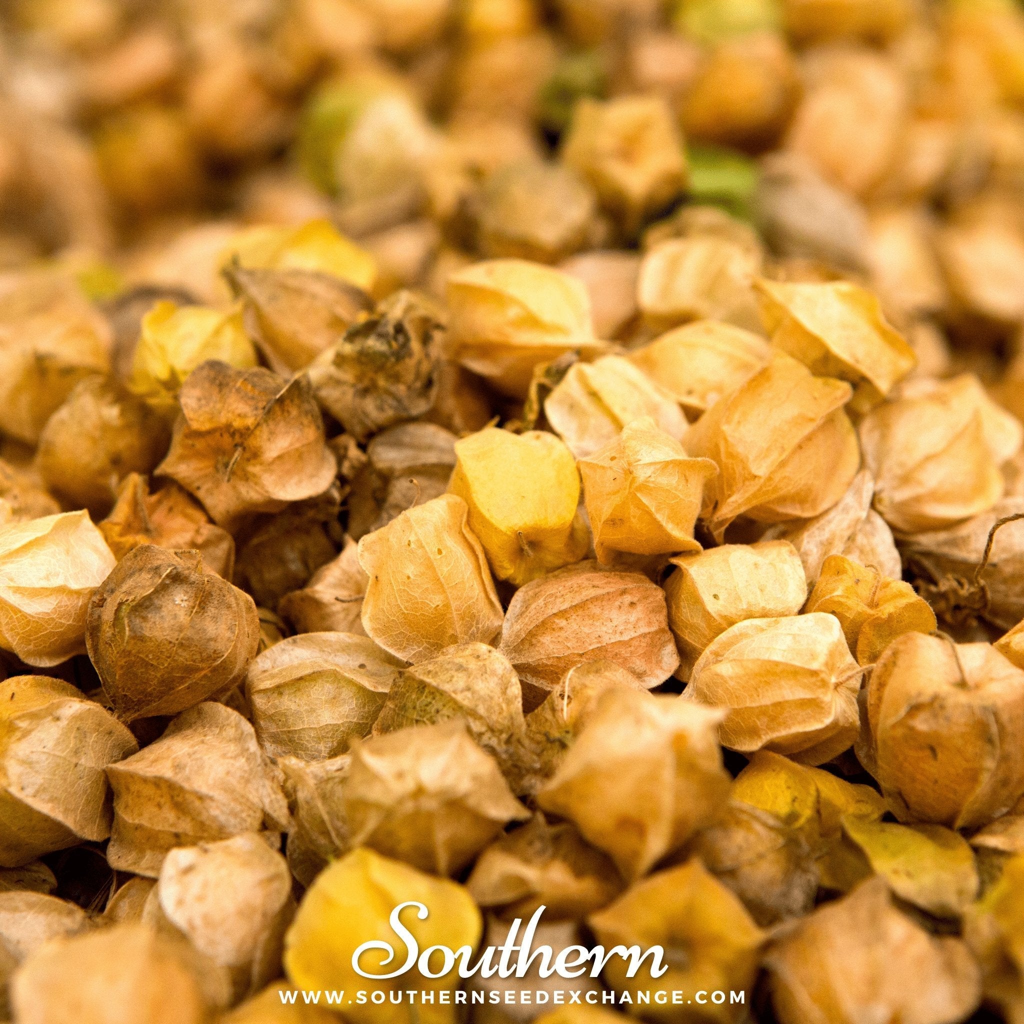 Tomatillo, Husk Cherry (Physalis pruinosa) - 20 Seeds seed packet from Seed Therapy – American - grown, heirloom seeds