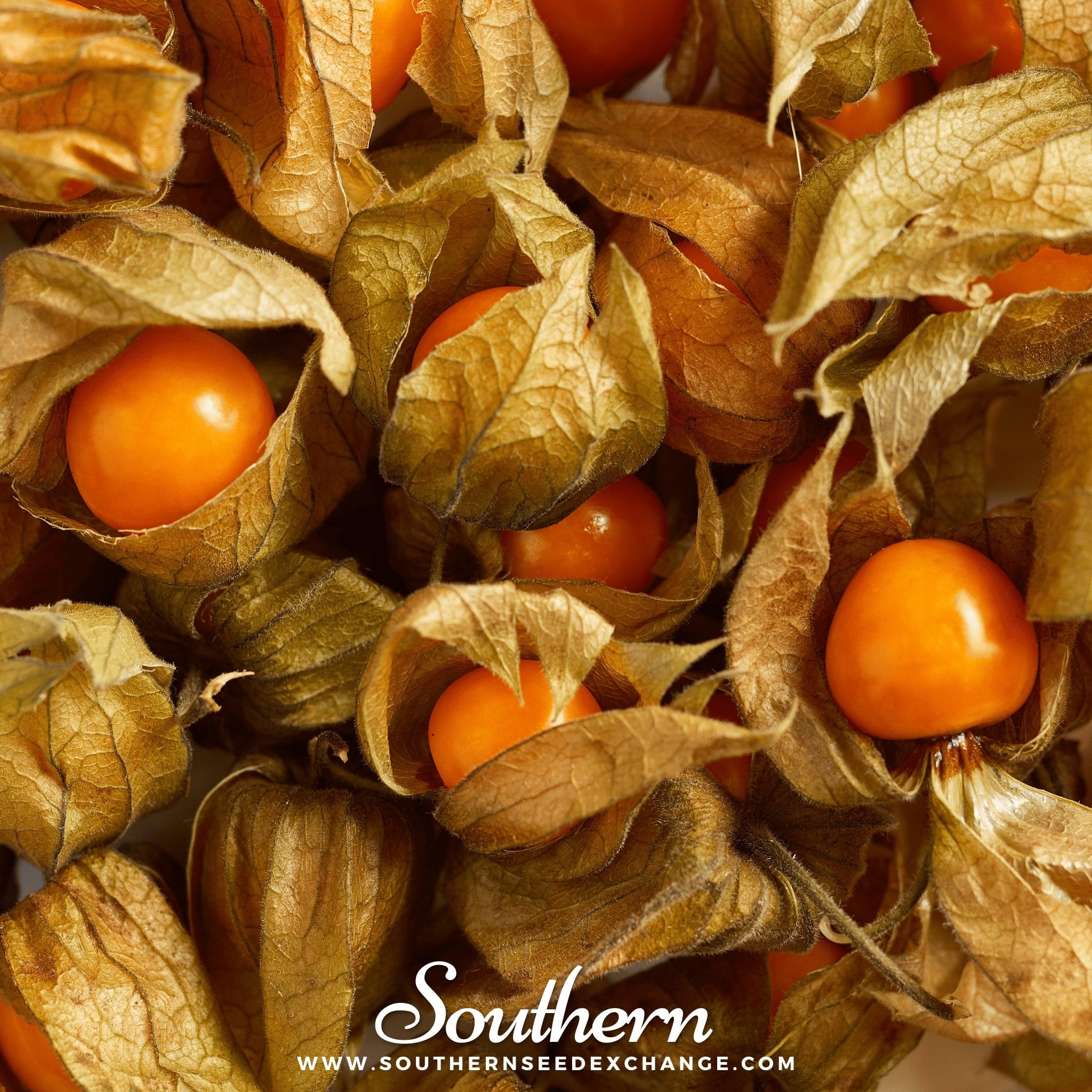 Tomatillo, Husk Cherry (Physalis pruinosa) - 20 Seeds seed packet from Seed Therapy – American - grown, heirloom seeds