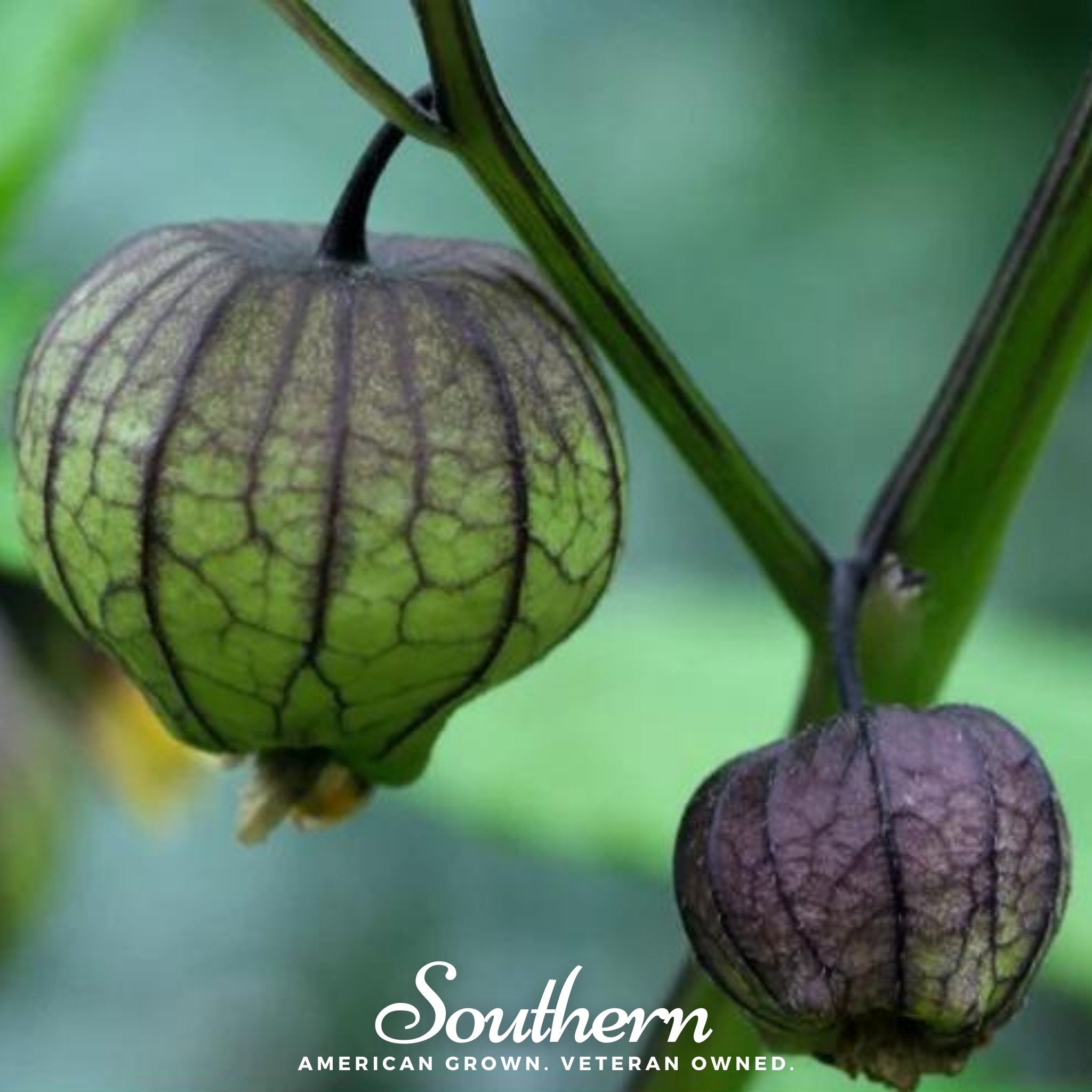 Tomatillo, Purple (Physalis ixocarpa) - 30 Seeds seed packet from Seed Therapy – American - grown, heirloom seeds