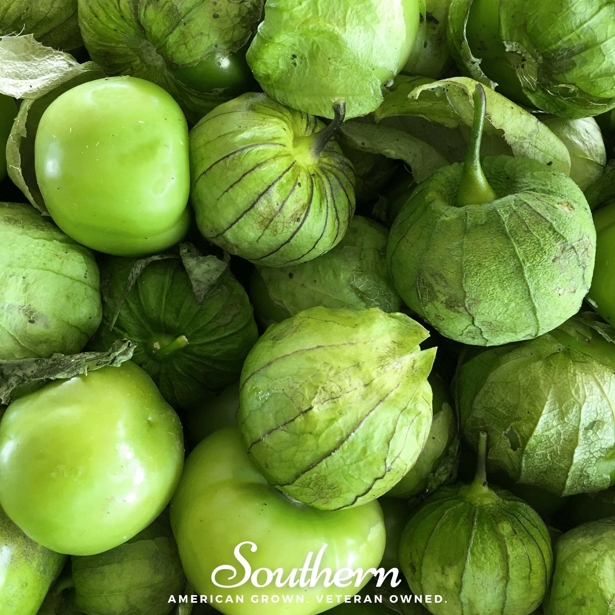 Tomatillo, Verde Rio Grande (Physalis ixocarpa) - 50 Seeds seed packet from Seed Therapy – American - grown, heirloom seeds