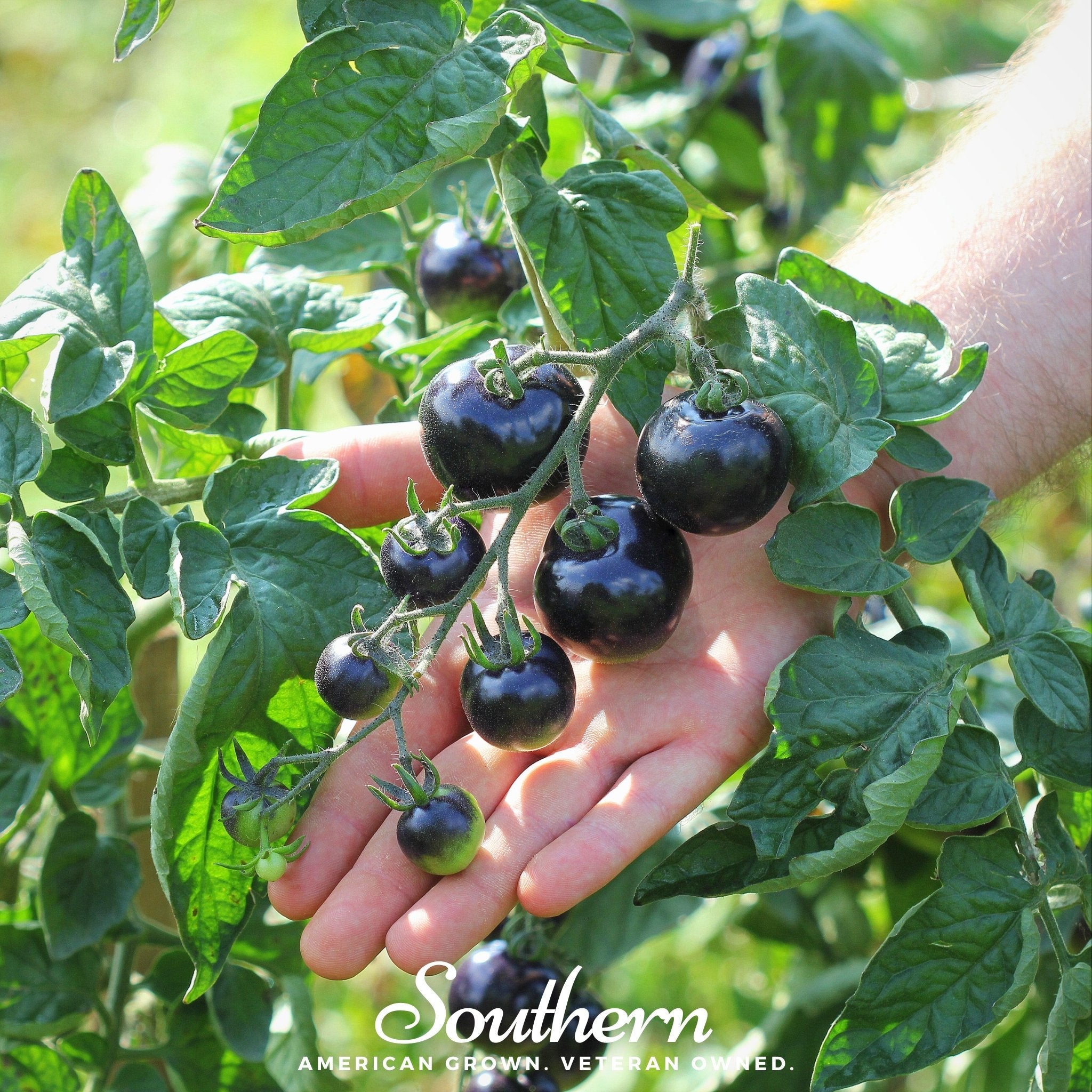 Tomato, Black Cherry (Solanum lycopersicum) - 20 Seeds seed packet from Seed Therapy – American - grown, heirloom seeds