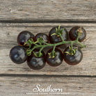 Tomato, Black Cherry (Solanum lycopersicum) - 20 Seeds seed packet from Seed Therapy – American - grown, heirloom seeds