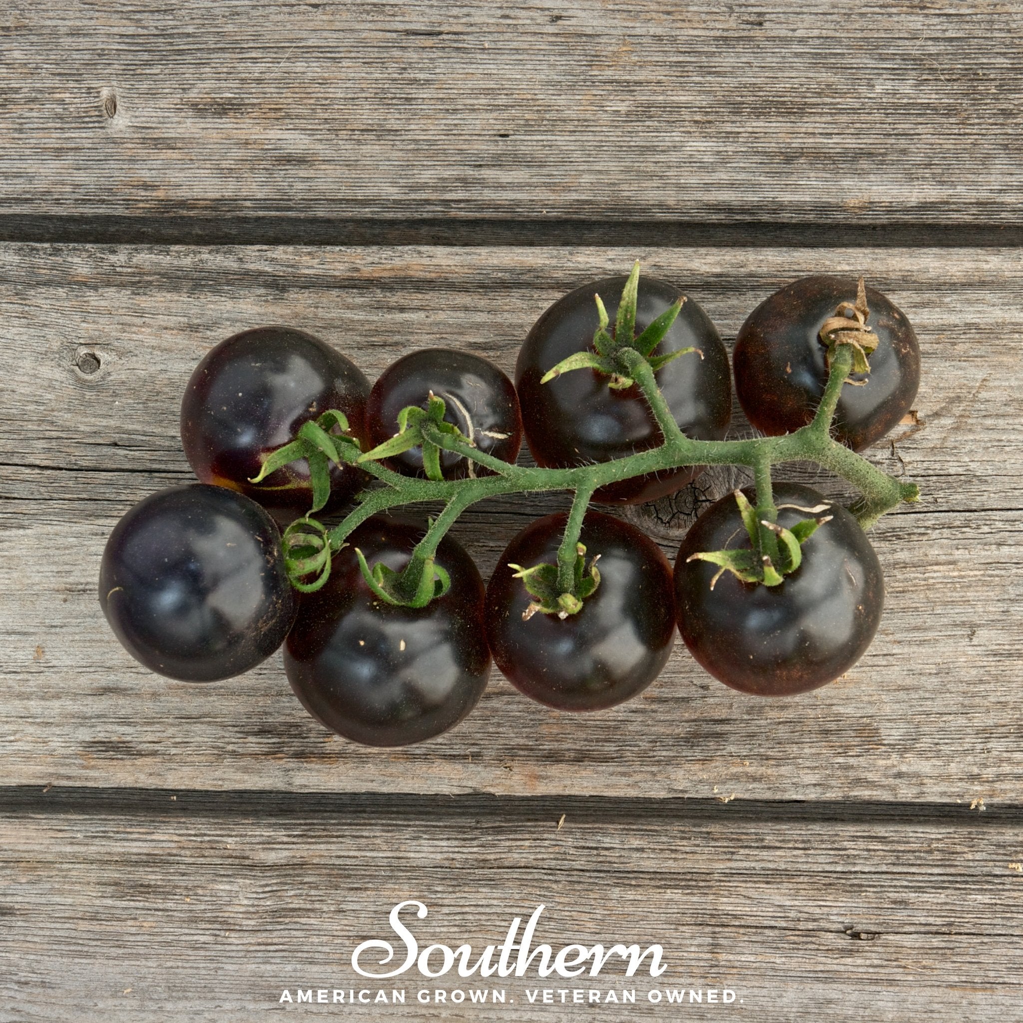 Tomato, Black Cherry (Solanum lycopersicum) - 20 Seeds seed packet from Seed Therapy – American - grown, heirloom seeds