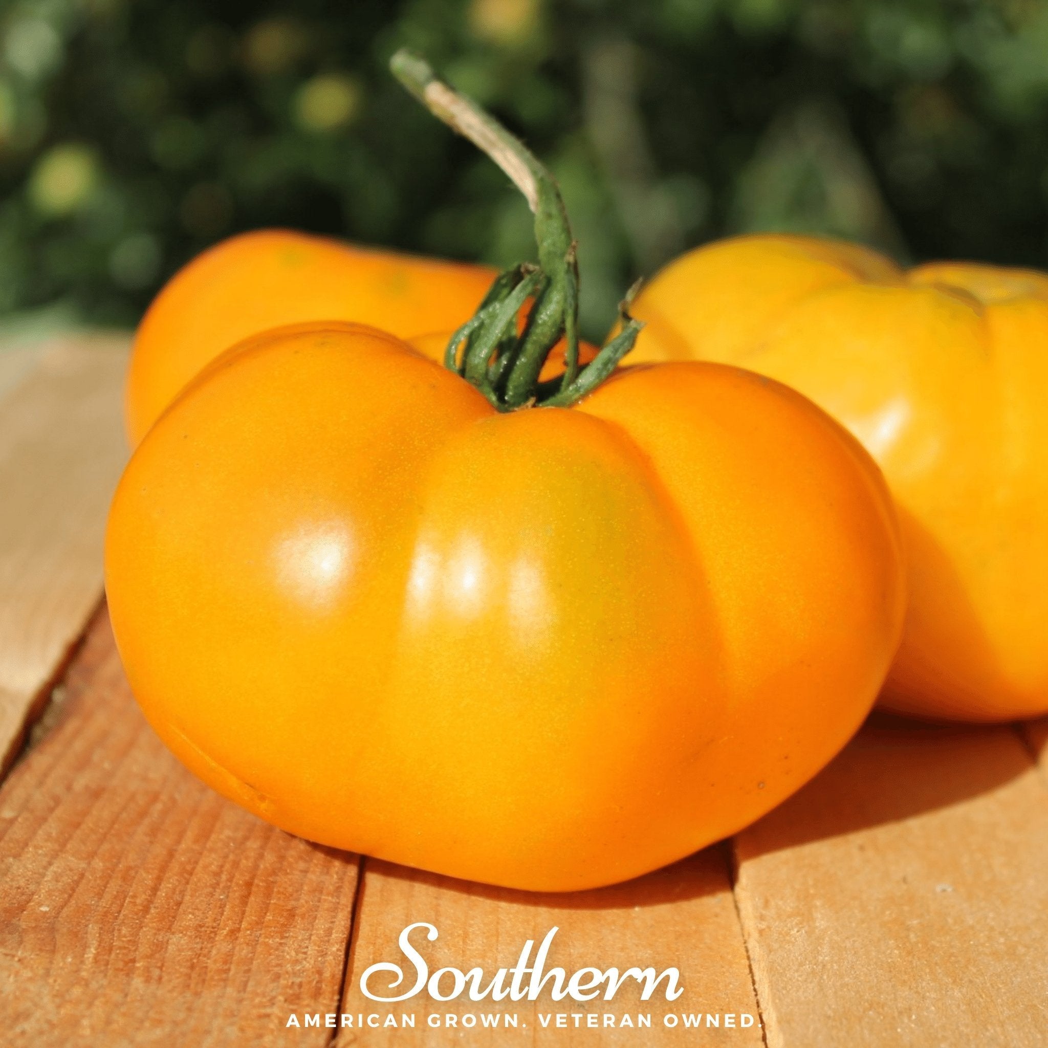 Tomato, Brandywine Yellow (Solanum lycopersicum) - 50 Seeds seed packet from Seed Therapy – American - grown, heirloom seeds