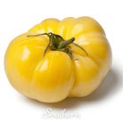 Tomato, Brandywine Yellow (Solanum lycopersicum) - 50 Seeds seed packet from Seed Therapy – American - grown, heirloom seeds