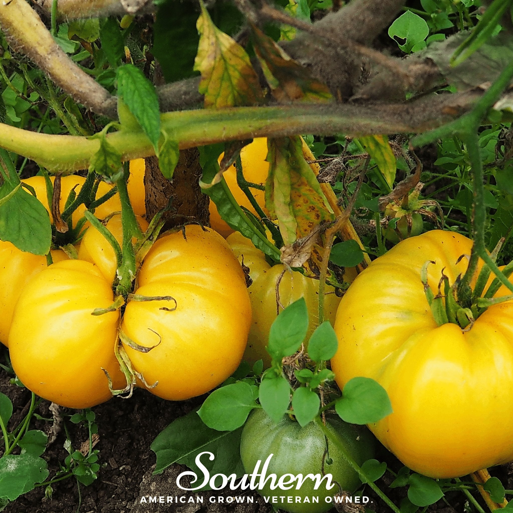 Tomato, Brandywine Yellow (Solanum lycopersicum) - 50 Seeds seed packet from Seed Therapy – American - grown, heirloom seeds