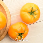 Tomato, Brandywine Yellow (Solanum lycopersicum) - 50 Seeds seed packet from Seed Therapy – American - grown, heirloom seeds