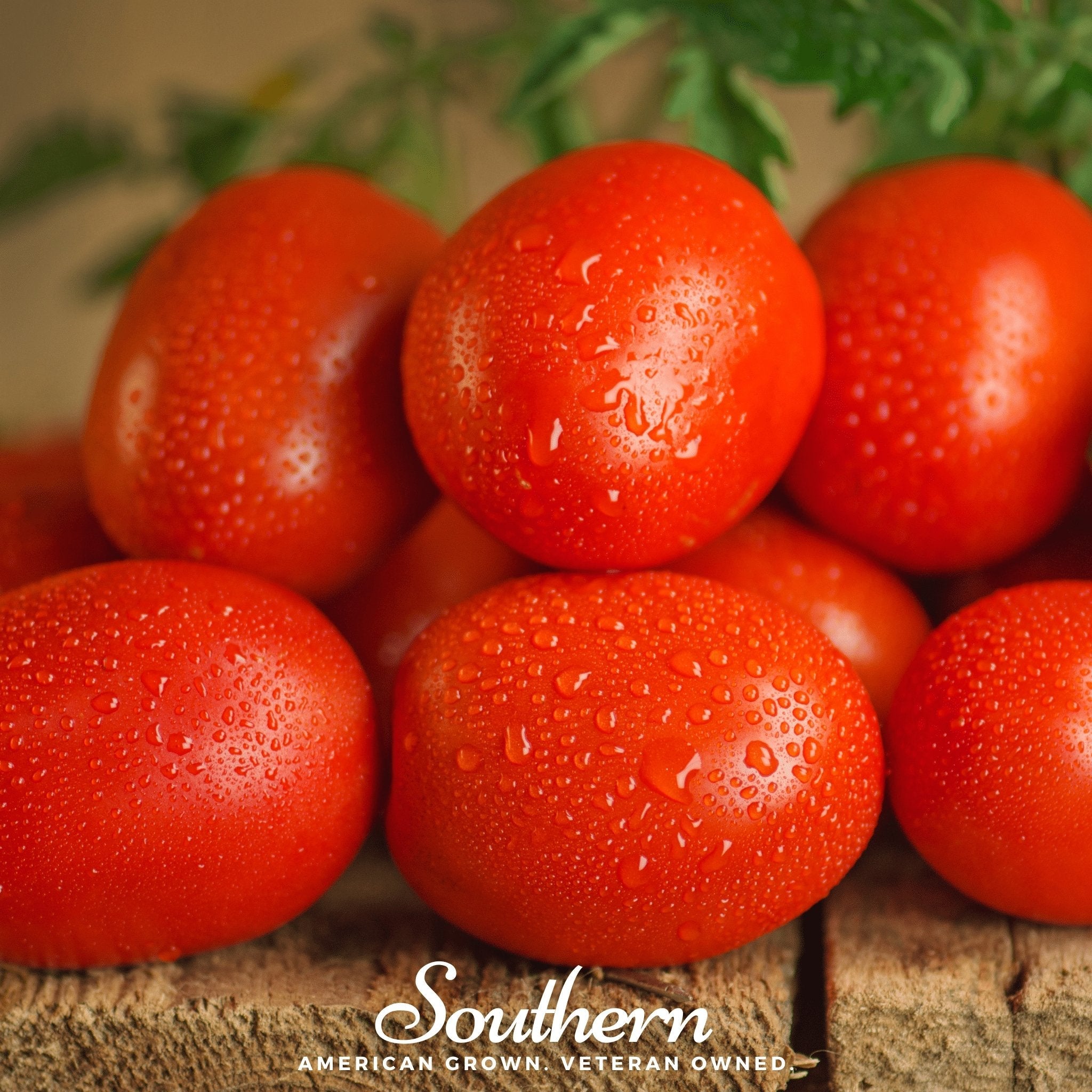 Tomato, Roma VF (Solanum lycopersicum) - 50 Seeds seed packet from Seed Therapy – American - grown, heirloom seeds