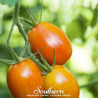Tomato, Roma VF (Solanum lycopersicum) - 50 Seeds seed packet from Seed Therapy – American - grown, heirloom seeds