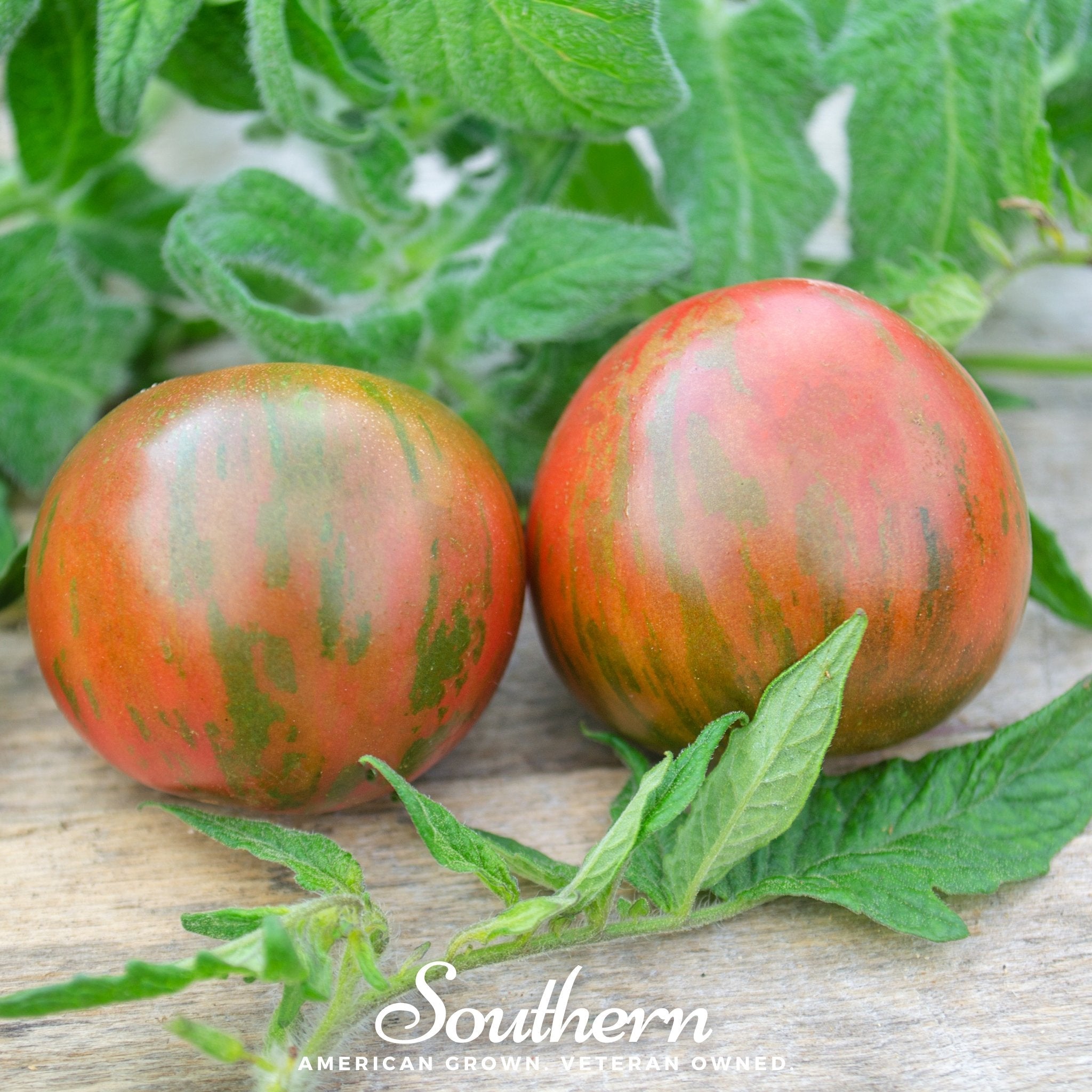 Tomato, Tigerella (Solanum lycopersicum) - 50 Seeds seed packet from Seed Therapy – American - grown, heirloom seeds