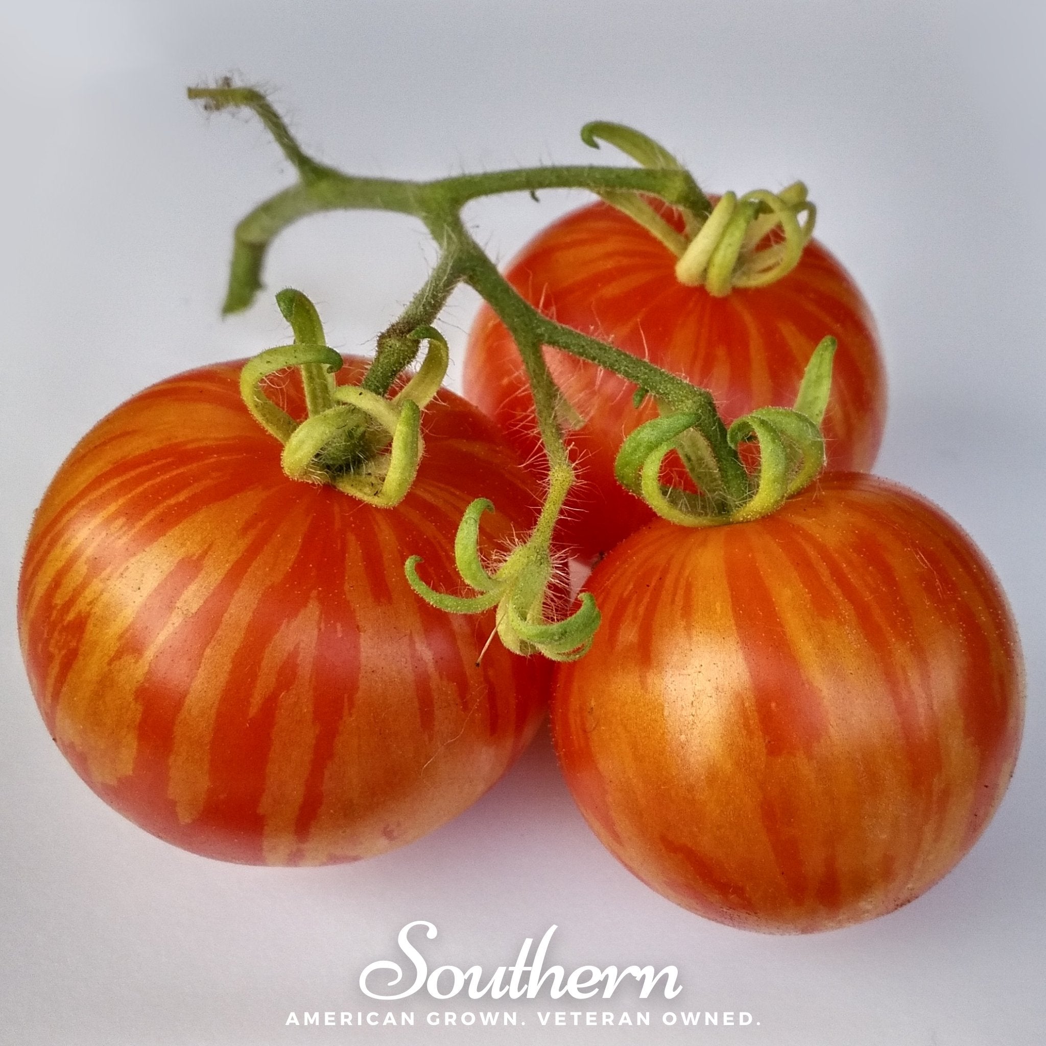 Tomato, Tigerella (Solanum lycopersicum) - 50 Seeds seed packet from Seed Therapy – American - grown, heirloom seeds