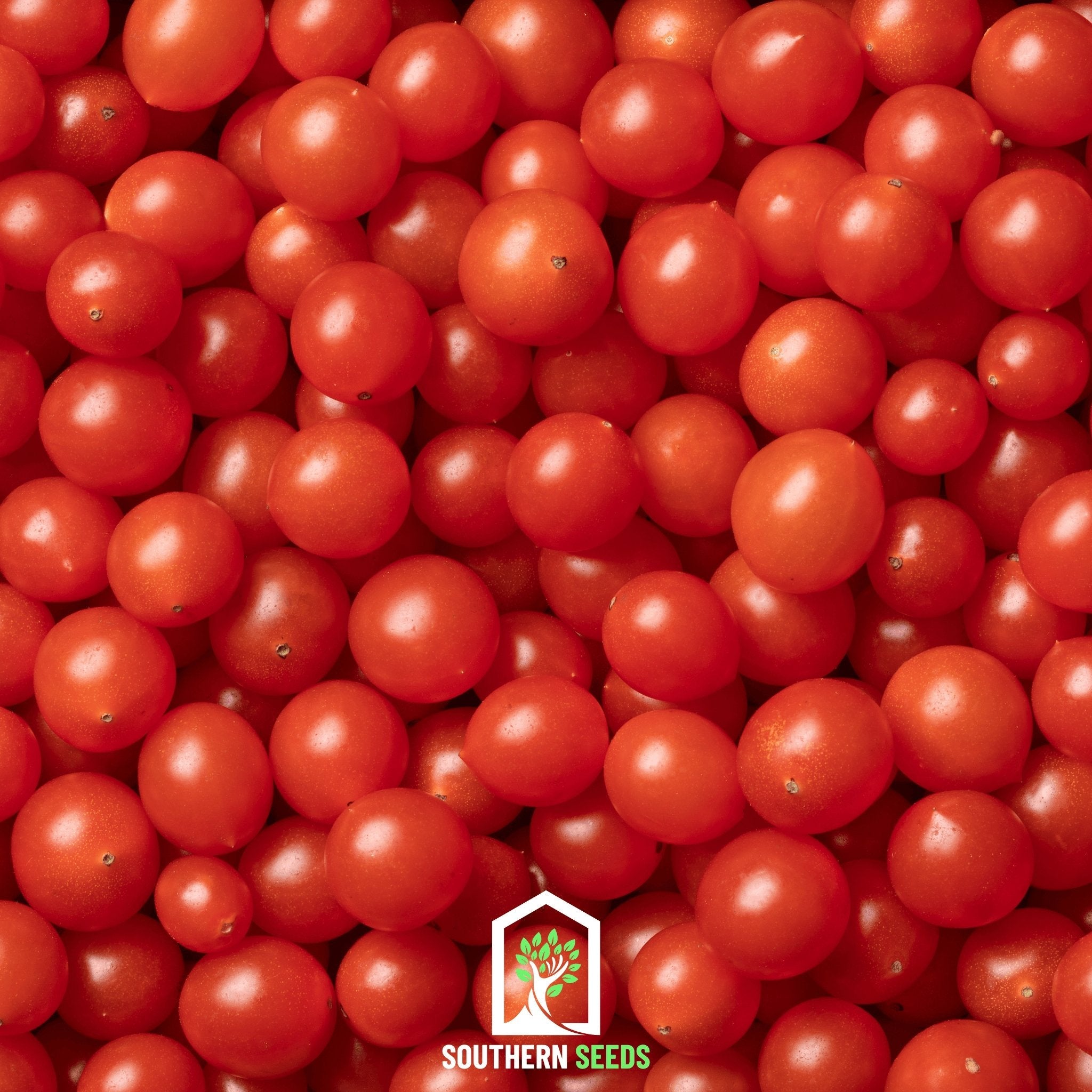 Tomato, World's Smallest - Tomberry (Solanum lycopersicum) - 25 Seeds seed packet from Seed Therapy – American - grown, heirloom seeds