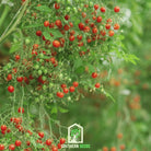 Tomato, World's Smallest - Tomberry (Solanum lycopersicum) - 25 Seeds seed packet from Seed Therapy – American - grown, heirloom seeds