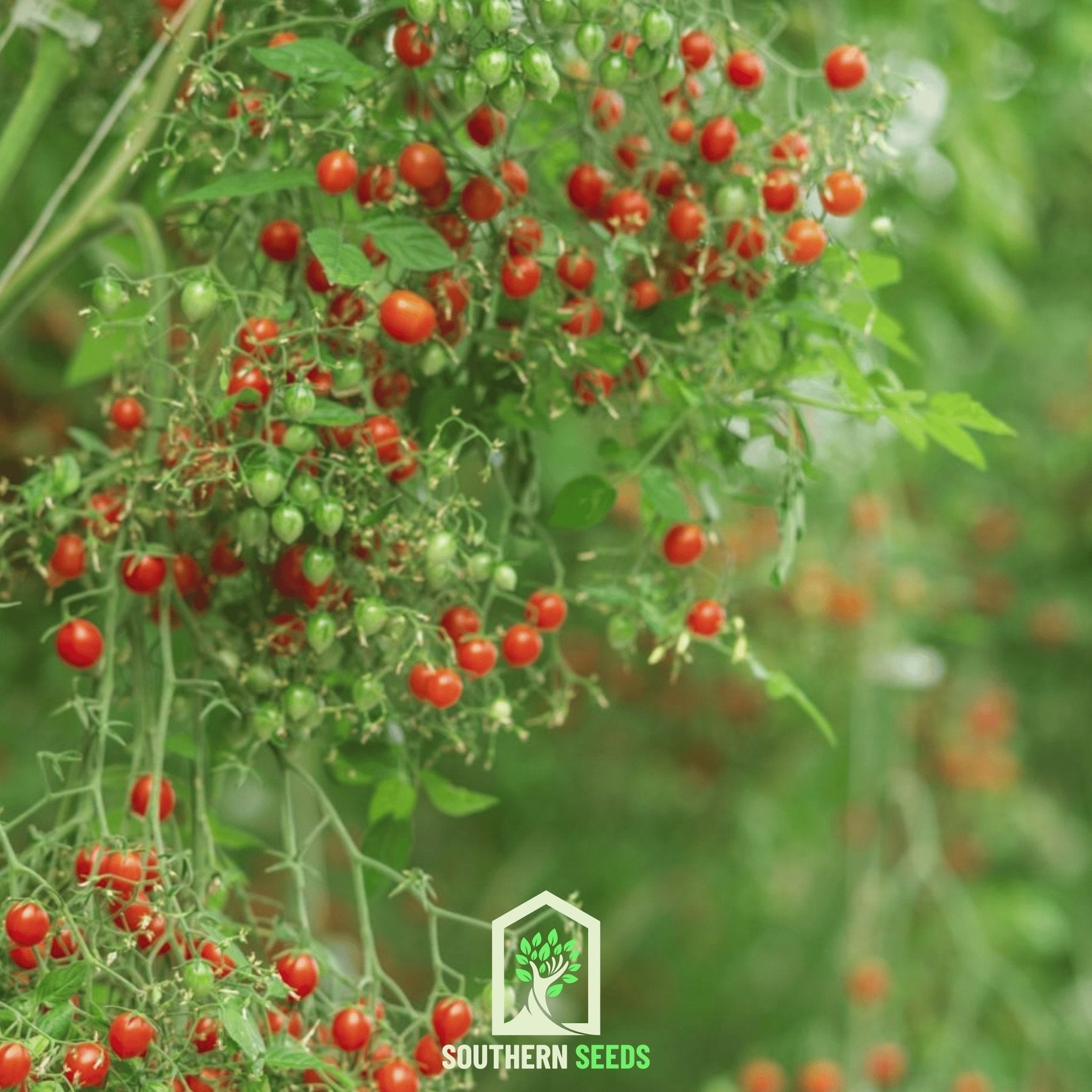Tomato, World's Smallest - Tomberry (Solanum lycopersicum) - 25 Seeds seed packet from Seed Therapy – American - grown, heirloom seeds