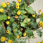 Toothache Plant (Spilanthes oleracea) - 50 Seeds seed packet from Seed Therapy – American - grown, heirloom seeds