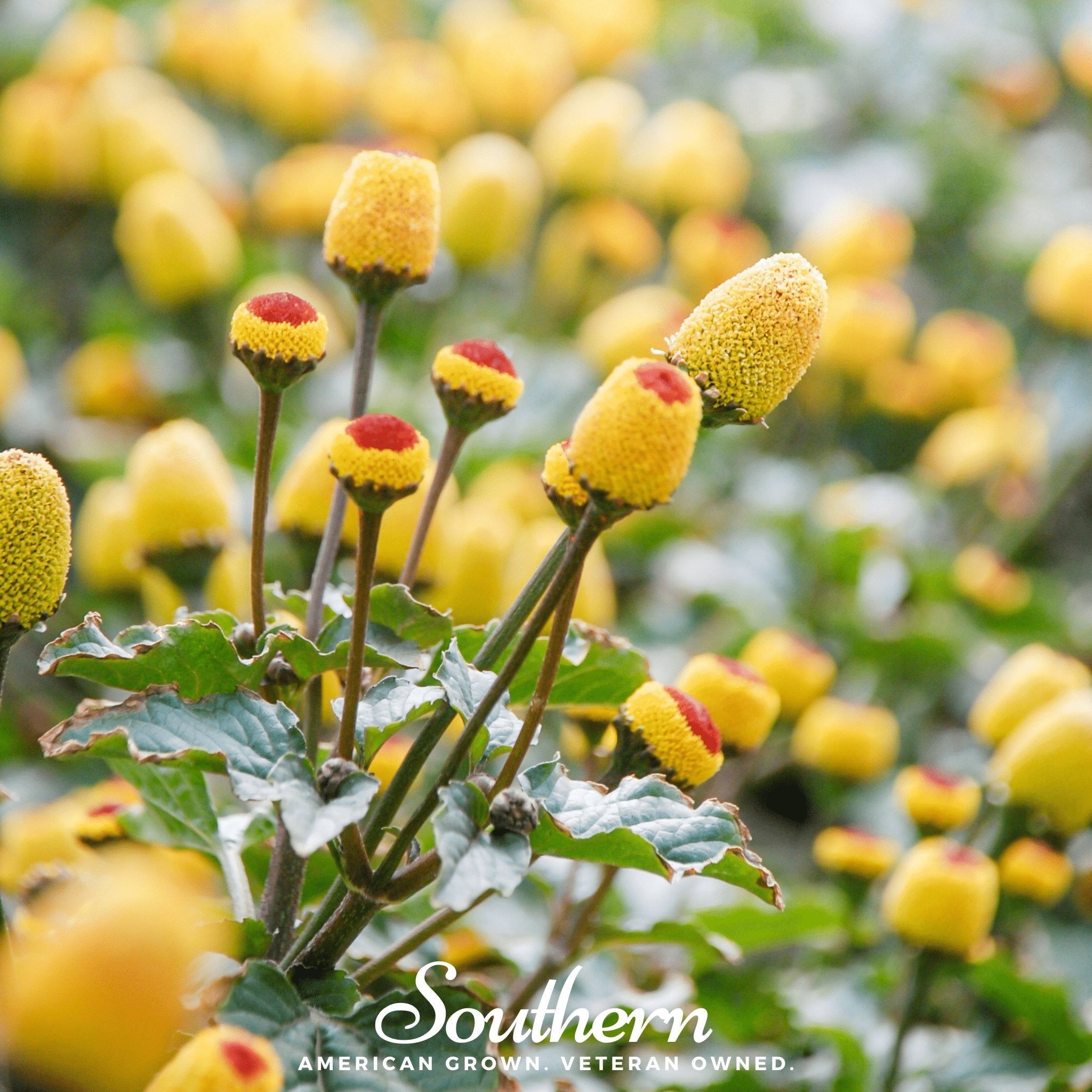 Toothache Plant (Spilanthes oleracea) - 50 Seeds seed packet from Seed Therapy – American - grown, heirloom seeds