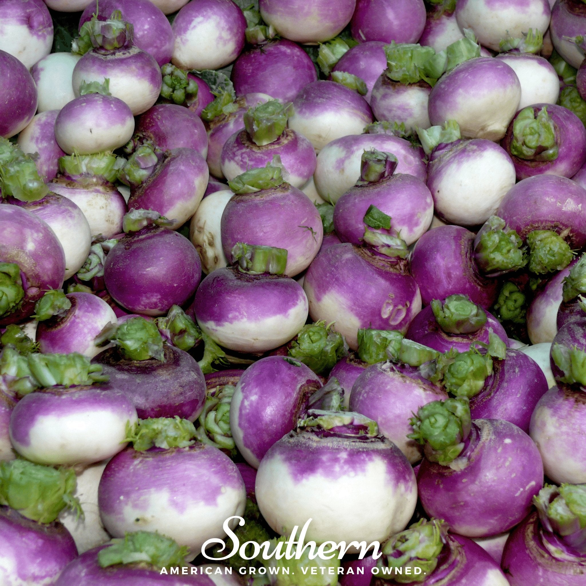 Turnip, Purple Top White Globe (Brassica rapa) - 250 Seeds seed packet from Seed Therapy – American - grown, heirloom seeds