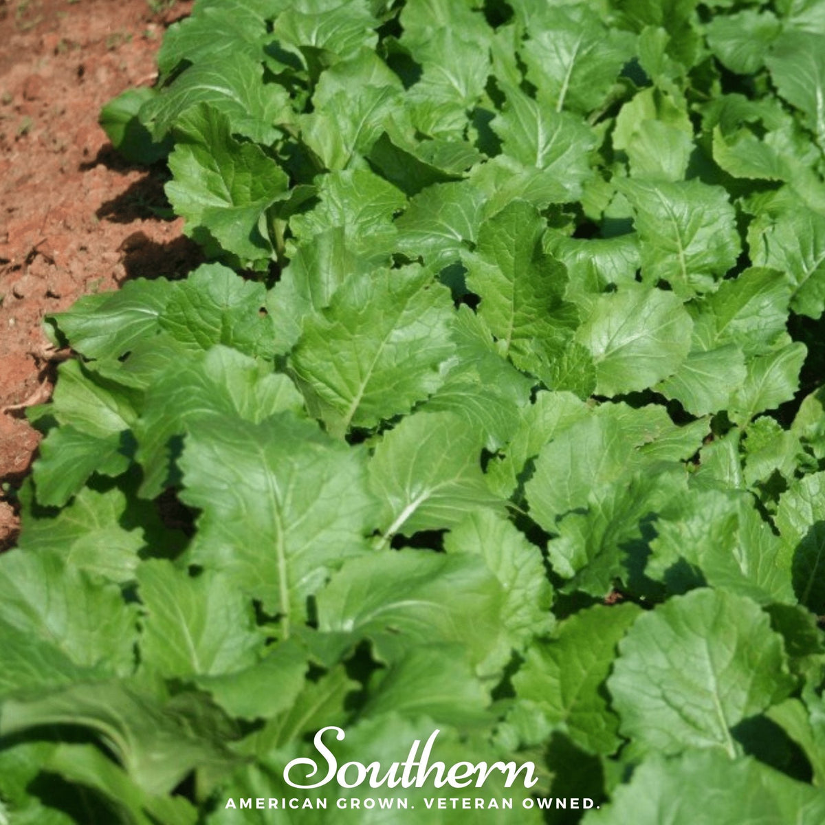 turnip seed planting rate Turnip, Seven Top (Brassica rapa) - 100 Seeds