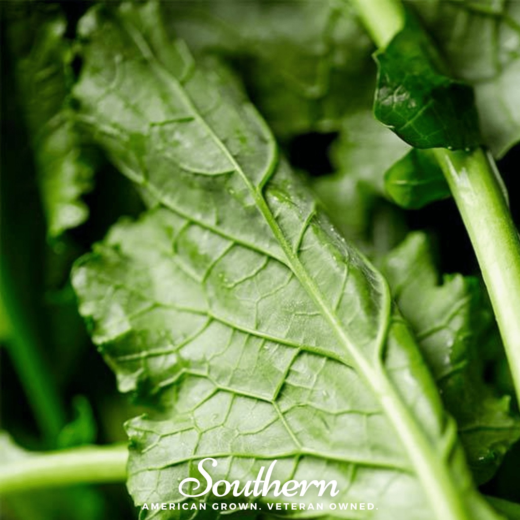 Turnip, Seven Top (Brassica rapa) - 100 Seeds seed packet from Seed Therapy – American - grown, heirloom seeds