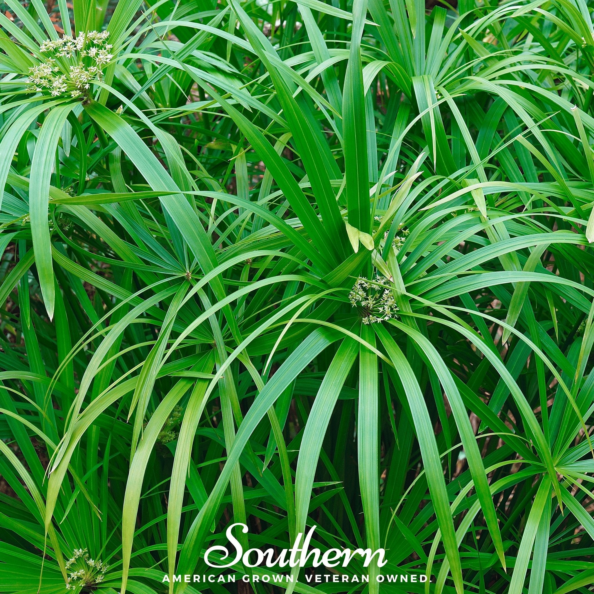 Umbrella Plant - Cyperus Umbrella (Cyperus alternifolius) - 50 Seeds seed packet from Seed Therapy – American - grown, heirloom seeds