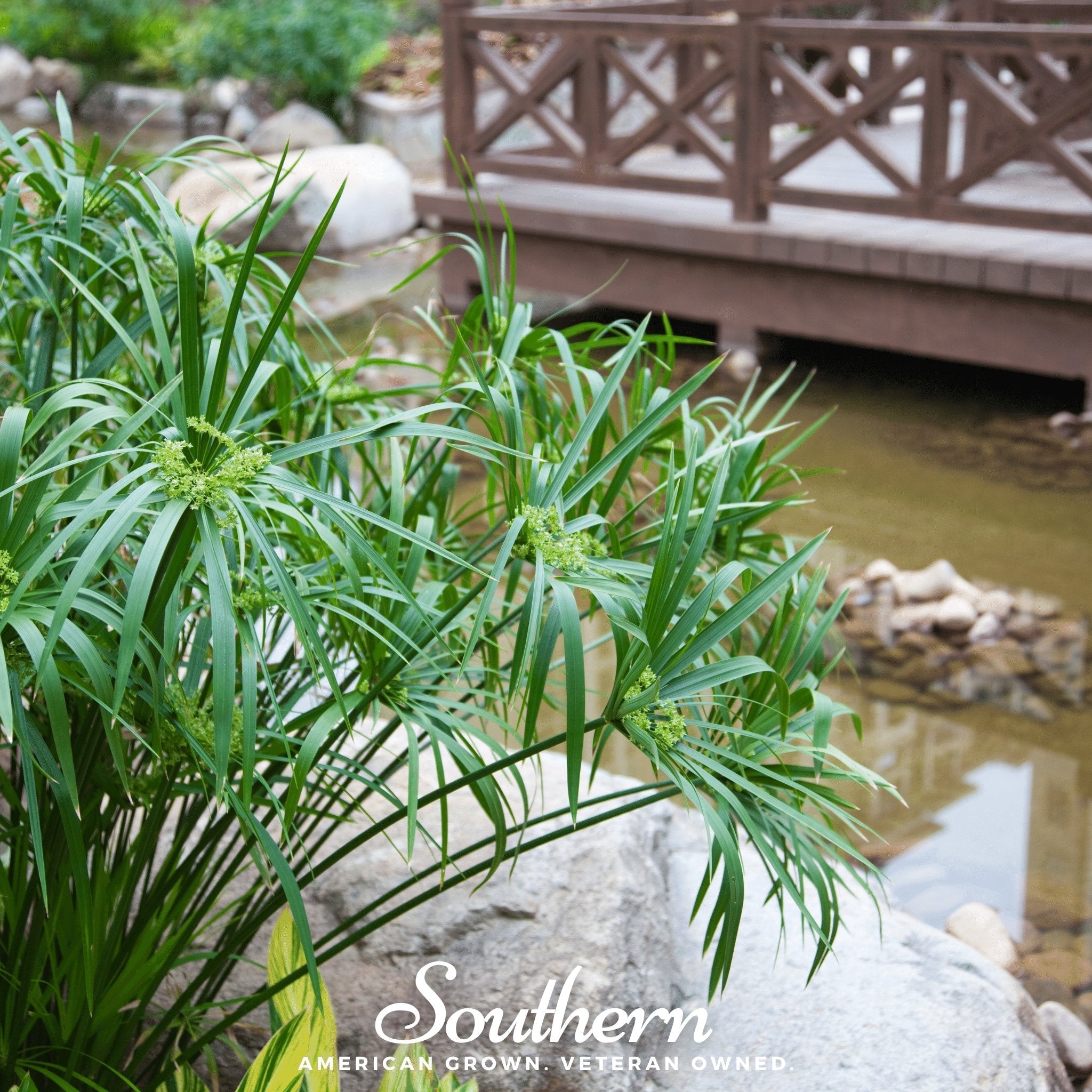 Umbrella Plant - Cyperus Umbrella (Cyperus alternifolius) - 50 Seeds seed packet from Seed Therapy – American - grown, heirloom seeds