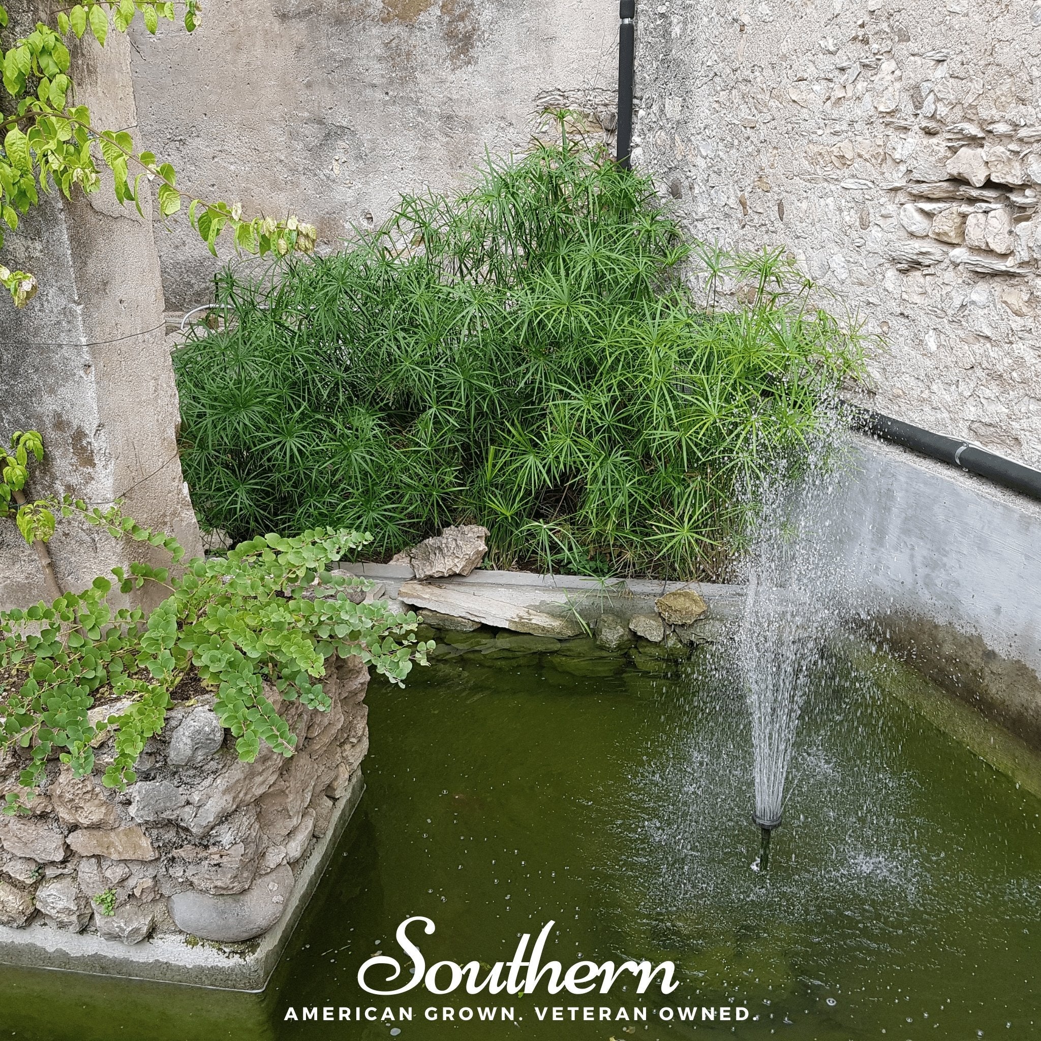 Umbrella Plant - Cyperus Umbrella (Cyperus alternifolius) - 50 Seeds seed packet from Seed Therapy – American - grown, heirloom seeds