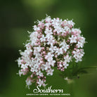 Valerian (Valeriana officinalis) - 100 Seeds seed packet from Seed Therapy – American - grown, heirloom seeds